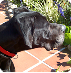 Ares