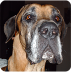 Malik