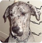 Merlin