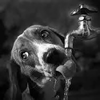 Dehydrated dog drinking from tap