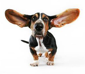 Big dog ears