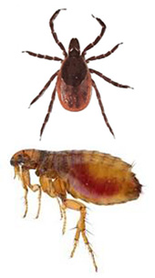 Fleas and Ticks