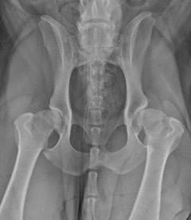 Canine Hip Dysplasia