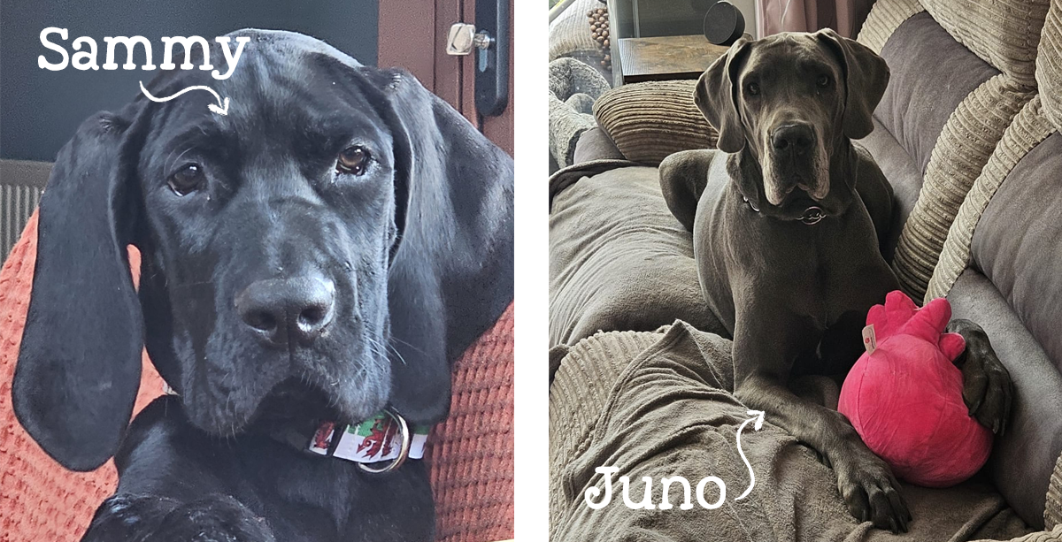 Sammy and Juno