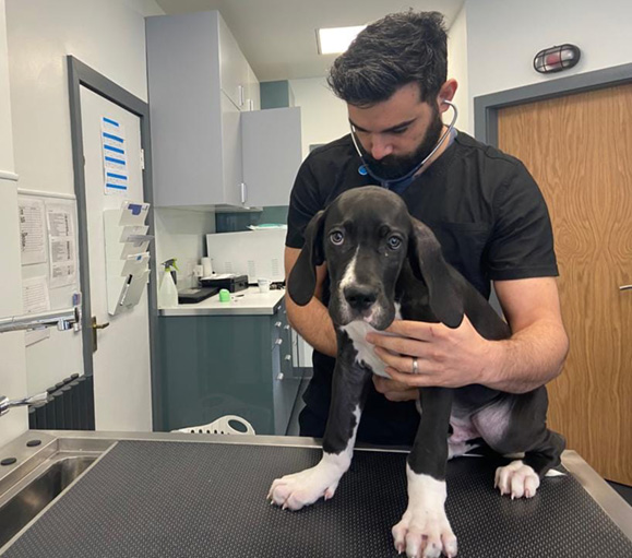 Stanley with vet Dr. Andrew Valenzia