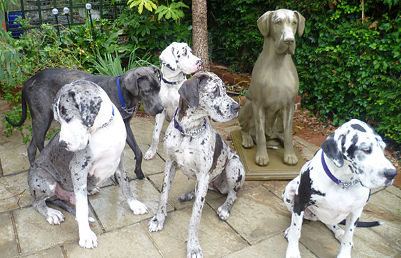 Some of the Great Danes rescued by Daneline