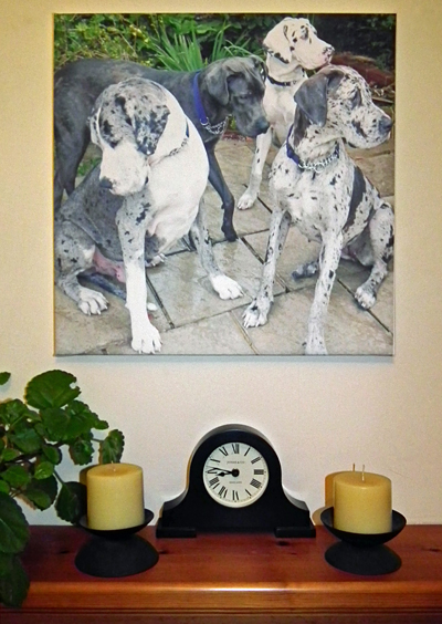 Photo of Great Danes