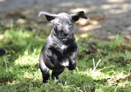 Great Dane puppy